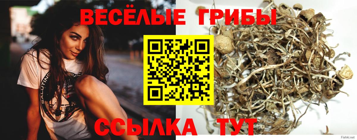 Псилоцибиновые грибы Cubensis Надым